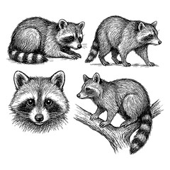 Raccoons in various poses with detailed hand drawn sketch style, Transparent Background