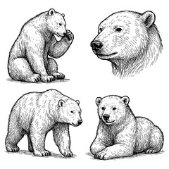 Polar bears in multiple poses and portrait with detailed vintage hand drawn sketch style, Transparent Background
