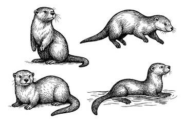 Otters in hand drawn sketch style, Transparent Background