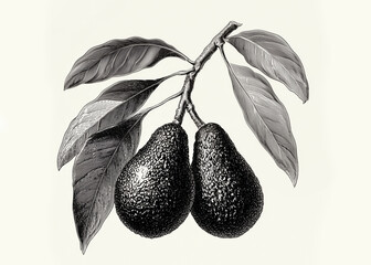 Avocado sketch hand drawn. Healthy food avocado pear illustration. Organic fresh vegetarian food drawing. Classic engrave, hand drawn, avocado pear pen ink sketch style. Farm market. Illustration