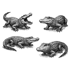 Crocodiles in dynamic hand drawn sketch style, Transparent Background