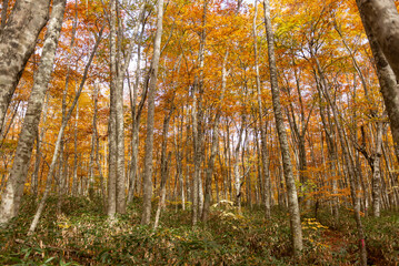 紅葉したブナの森