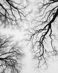 Overlapping Web of Bare Tree Branches Forming Complex Natural Pattern