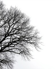 Minimal Monochrome Photograph of Bare Tree Branches on White Background