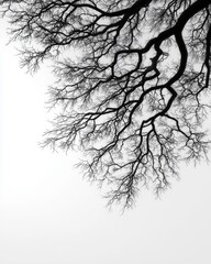 Black and White Silhouette of Leafless Tree Branches Against Bright Sky