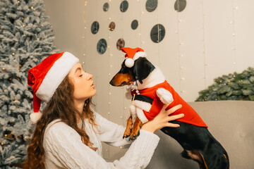 female hands dress a santa claus costume on a dog. new year clothes for pets.