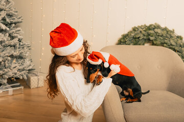 female hands dress a santa claus costume on a dog. new year clothes for pets.