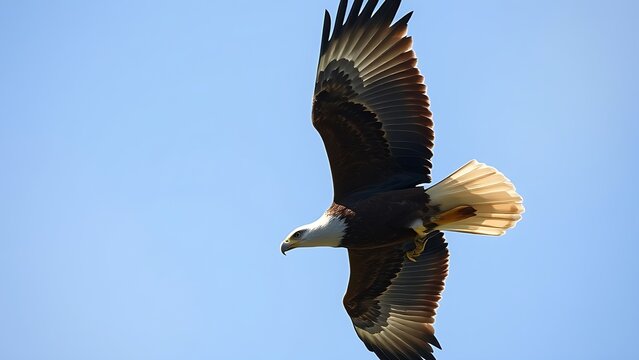 subjugating. Eagle soaring high in clear sky with sharp gaze focused on ground movement. wildlife magazines, conservation campaigns, designed for wildlife conservation campaigns.