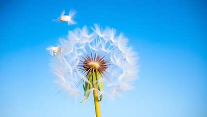 dispersion. Dandelion seeds blowing away from the plant against a blue sky with soft focus. gardening catalogs, home-decor guides, designed for home decor and floral branding, used by teachers.