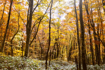 Fototapeta premium 紅葉したブナの森