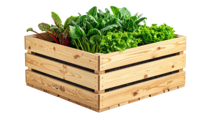 Raised bed filled with leafy greens in wooden planter box