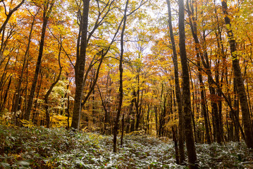 Obraz premium 紅葉したブナの森