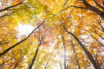 紅葉したブナの森