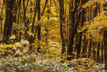 Fototapeta premium 紅葉したブナの森