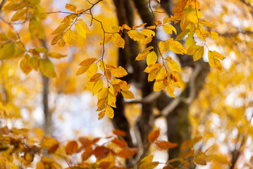 紅葉したブナの森