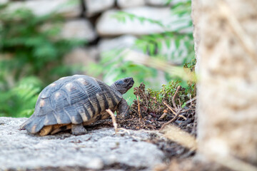 Tortoise on Concrete Path in Sunlight