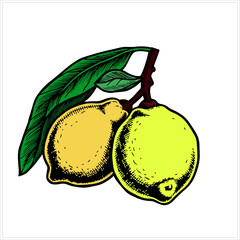 Colorful lemon branch  pattern.