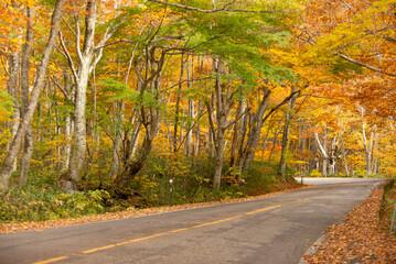 紅葉したブナの森