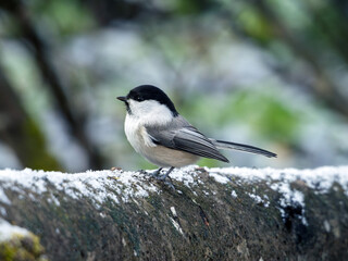 Willow tit is perching on a tree branch