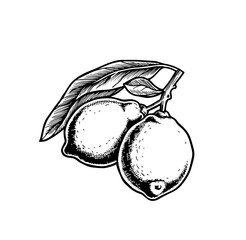 Colorful lemon branch  pattern.