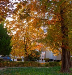 가을 단풍 나무