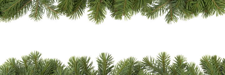 Green coniferous evergreen branches framing a black space isolated on transparent background
