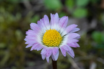 A daisy flower with delicate light purple petals surrounding a vibrant yellow center, evoking a sense of natural beauty