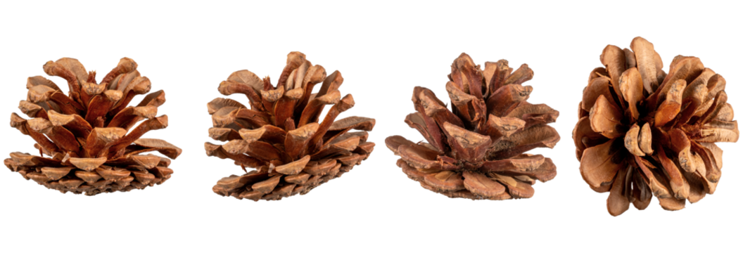 set of pine cones isolated on transparent background,christmas decoration isolated on white,xmas brown pine cones ornament,christmas ornament isolated,christmas nut