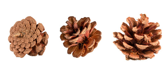 set of pine cones isolated on transparent background,christmas decoration isolated on white,xmas brown pine cones ornament,christmas ornament isolated,christmas nut