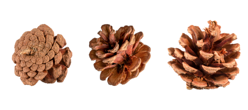 set of pine cones isolated on transparent background,christmas decoration isolated on white,xmas brown pine cones ornament,christmas ornament isolated,christmas nut