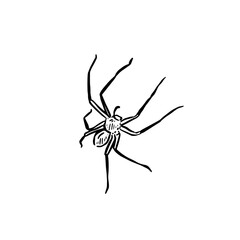 A huntsman spider, hand drawn in black. Australian spider.