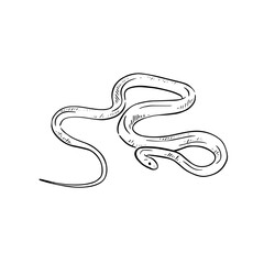 Snake hand drawn in black line. Taipan illustration.