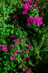 Vibrant Bougainvillea Flowers in Lush Greenery