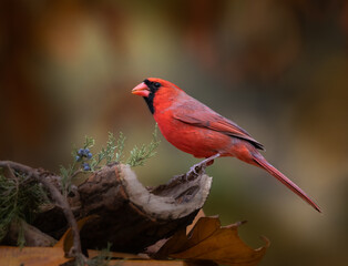 Fototapeta premium Red cardinal on cedar branch