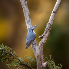 Fototapeta premium nuthatch with sunflower seed in beak