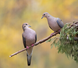 Fototapeta premium two doves on cedar branch