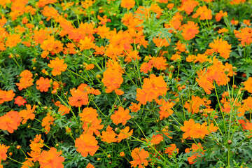 満開のキバナコスモス