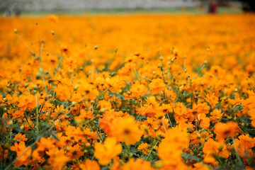 満開のキバナコスモス