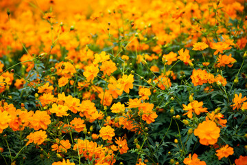 満開のキバナコスモス