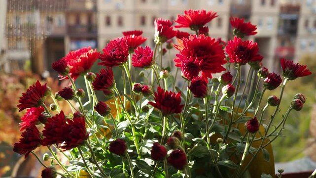 Chrysanthemums, mums or chrysanths, perennial herbaceous flowering plants in Asteraceae that bloom in the autumn. Horticultural varieties and cultivars. Compound inflorescence is array of flower heads