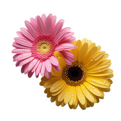 Two Gerbera Daisies with Dew Drops - Close-up of two gerbera daisies, one pink and one yellow, with water droplets on their petals against a white background