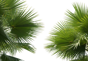 Fototapeta premium Tropical palm leaves against black background representing nature and tranquility