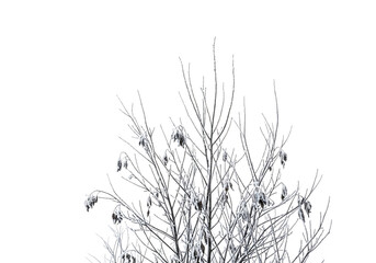 Winter Tree Covered in Snow with a Dramatic Black Background