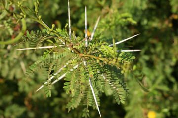  branch with compound, feathery green leaves and long, prominent white thorns radiating outward. These features are characteristic of an Acacia species, such as Vachellia tortilis 