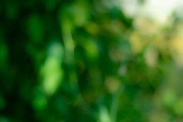 Summer abstract background with green nature.