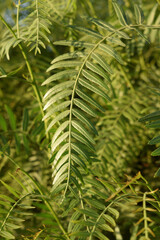 Close-up of bright green fern-like leaves overlapping in dense natural foliage. Outdoor plant scene with sunlight and vibrant greenery
