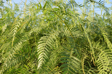 displays a dense thicket of compound, feathery green leaves characteristic of the false pepper tree (Schinus molle). The foliage forms a lush, almost fern-like canopy