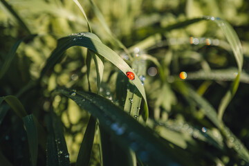 Macro shot of a red ladybug on a green leaf in the countryside