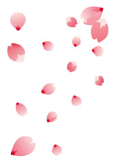Floating cherry blossom petals on a white background for spring designs