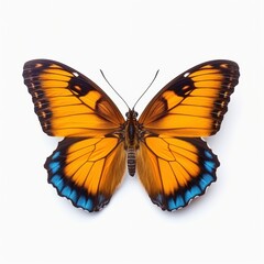 A vibrant butterfly with striking orange and blue wings, showcasing intricate patterns and delicate features.